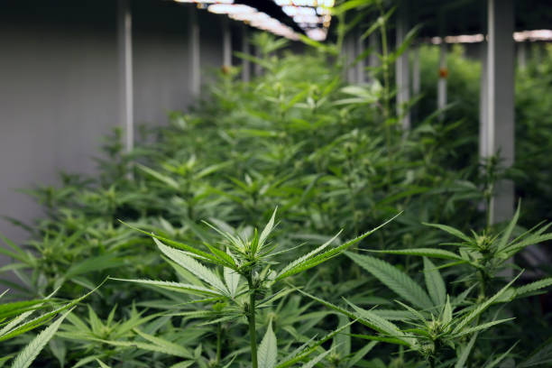 Overview of Denver Cannabis Tours: What to Expect