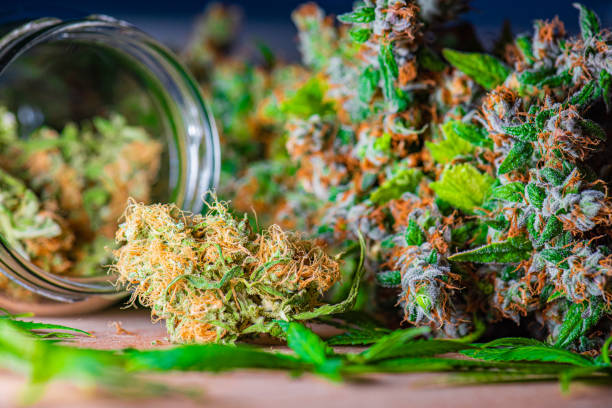 Best Cannabis Tour Companies in Denver