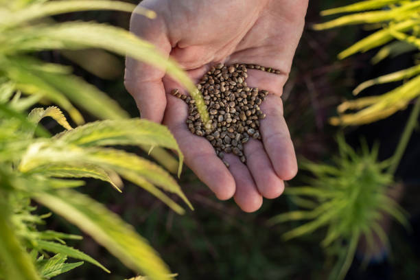 Unlock the Secrets of Strains: How to Become a Marijuana Aficionado on Denver's Cannabis Tours!