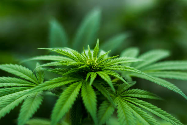 Discover the High Life: How to Navigate Denver's Best Cannabis Tours!
