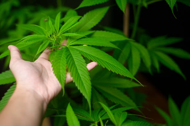 What is it Like to Experience Denver's Top Dispensaries and Grow Houses? Find Out on Our Guided Cannabis Journey!