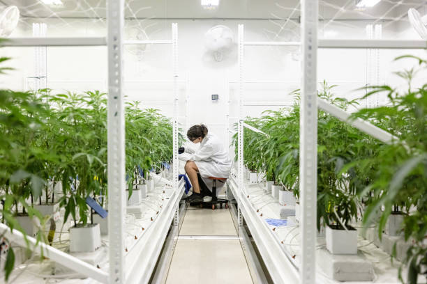 Elevate Your Senses: How to Experience the Ultimate Cannabis Culture Tour in Denver!