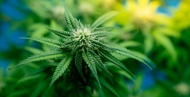 What is it That Makes Denver a Stoner's Paradise? Dive into the Green Side with Our All-Access Cannabis Excursions!