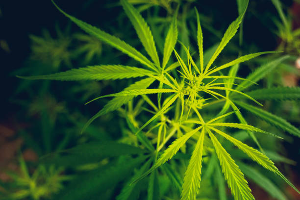 From Seed to Sale: How to Witness the Magic Behind Denver's Premium Cannabis Industry!