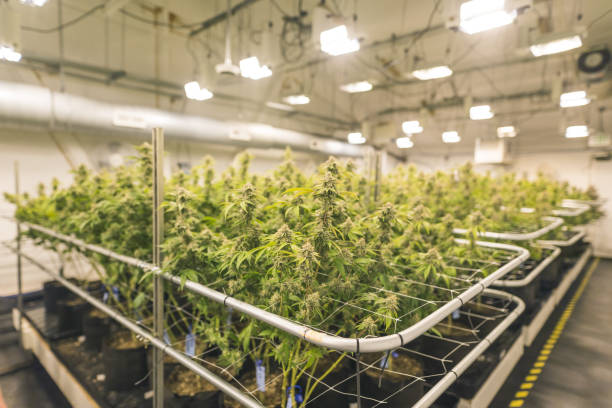 What is the Best Way to Explore Denver's Legal Cannabis Culture? Embark on a Curated Weed Adventure!