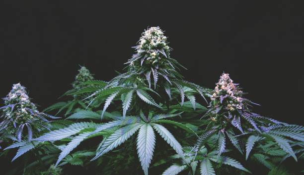 What is Included in the Ultimate Mile-High Marijuana Experience? Elevate Your Senses on Our Comprehensive Denver Cannabis Tour!