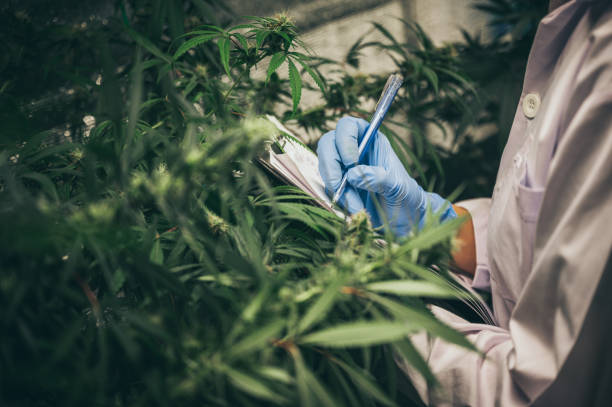 What is Waiting for You at Denver's Craft Cannabis Hotspots? Unveil the Magic with Our Expert-Led Tours!