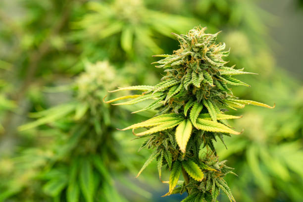 Legal Guidelines and Safety Tips for Cannabis Tourism in Denver