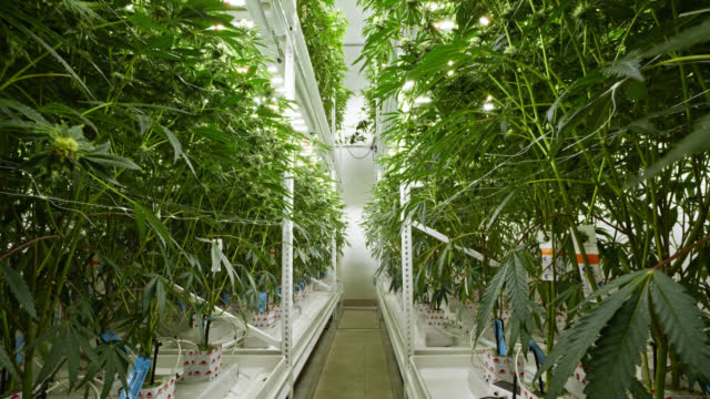 What is Your Perfect Strain? Unlock the Mysteries of Marijuana in Denver’s Premier Cannabis Tour!