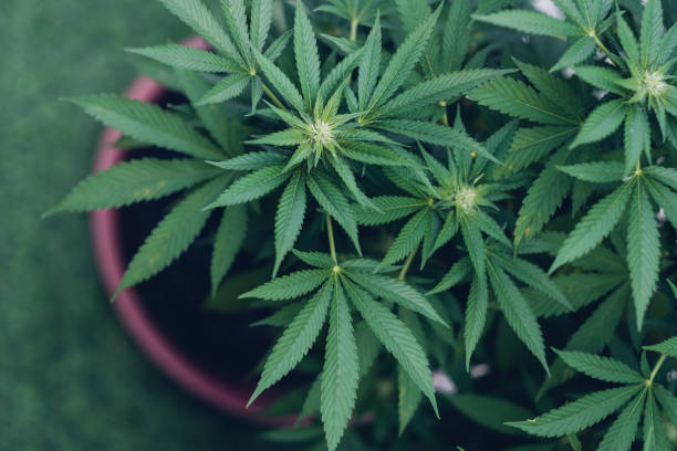 How to Indulge in Denver’s Finest Greenery with a VIP Cannabis Tour Experience!