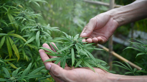 Educational Aspects of Denver Cannabis Tours